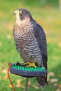 The sparrowhawk - Accipiter nisus Royalty Free Stock Photo