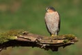 Sparrowhawk (Accipiter nisus) Royalty Free Stock Photo