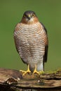 Sparrowhawk (Accipiter nisus) Royalty Free Stock Photo