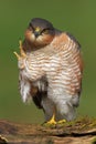 Sparrowhawk (Accipiter nisus) Royalty Free Stock Photo