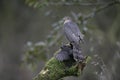 Sparrowhawk, Accipiter nisus