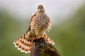 Sparrowhawk, Accipiter nisus, sitting green tree trunk in the forest, back light. Wildlife animal scene from nature. Hawk bird in Royalty Free Stock Photo