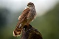 Sparrowhawk, Accipiter nisus, sitting green tree trunk in the forest, back light. Wildlife animal scene from nature. Hawk bird in