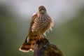 Sparrowhawk, Accipiter nisus, sitting green tree trunk in the forest, back light. Wildlife animal scene from nature. Hawk bird in Royalty Free Stock Photo