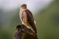 Sparrowhawk, Accipiter nisus, sitting green tree trunk in the forest, back light. Wildlife animal scene from nature. Hawk bird in Royalty Free Stock Photo