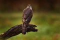 Sparrowhawk, Accipiter nisus, sitting green tree trunk in the forest, back light. Wildlife animal scene from nature. Hawk bird in Royalty Free Stock Photo