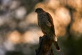 Sparrowhawk, Accipiter nisus, sitting green tree trunk in the forest, back light. Wildlife animal scene from nature. Hawk bird in Royalty Free Stock Photo