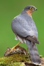 Sparrowhawk (Accipiter nisus) and Woodmouse Royalty Free Stock Photo