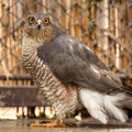 Sparrowhawk bird of prey