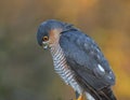 Sparrowhawk