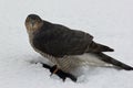 A Sparrowhawk at lunch