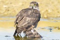 Sparrowhawk, female / Accipiter nisus Royalty Free Stock Photo