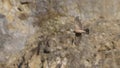 Sparrowhawk in flight against the rocks in winter Royalty Free Stock Photo