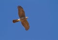 Sparrowhawk flying over