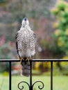 Sparrowhawk in the garden