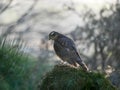 Sparrowhawk in the garden