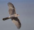 Sparrowhawk (Accipiter nisus)