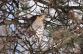 Sparrowhawk with prey