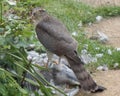 Sparrowhawk with Prey - Series 2 of 5 Royalty Free Stock Photo