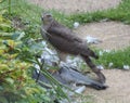 Sparrowhawk with Prey - Series 5 of 5 Royalty Free Stock Photo