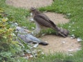 Sparrowhawk with Prey - Series 3 of 5 Royalty Free Stock Photo