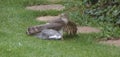 Sparrowhawk with Prey - Series 4 of 5 Royalty Free Stock Photo