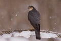 Sparrowhawk profile Royalty Free Stock Photo