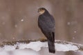 Sparrowhawk profile