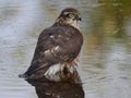 Sparrowhawk taking a bath looking intensly.