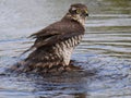 Sparrowhawk taking a bath and shaking off the water. Royalty Free Stock Photo