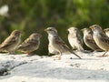 Sparrows Royalty Free Stock Photo