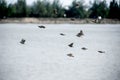 A flock of sparrows flying by the river