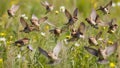Sparrows in arbitrary direction flying over the grass Royalty Free Stock Photo