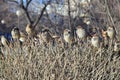 Sparrows bask in the spring sunshine Royalty Free Stock Photo