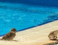 Sparrows bathe and drink water from the pool.
