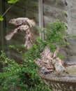 Sparrows bathing in a bird bath