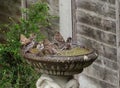 Sparrows bathing in a bird bath