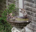 Sparrows bathing in a bird bath