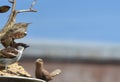 Sparrows at a bird feeder looking into the sky