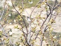 Sparrows on the blooming branches of a cherry tree