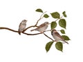 Sparrows on branch Royalty Free Stock Photo