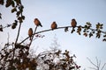 Sparrows on a branch of rosehip