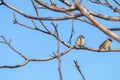 Sparrows on the branch. Sunny day. Blue sky. Beautiful early spring day.