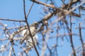 Sparrows on the branch. Sunny day. Blue sky. Beautiful early spring day.