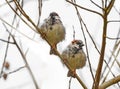 Sparrows on a branch Royalty Free Stock Photo