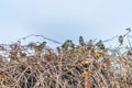 Sparrows on a bush in the autumn. Royalty Free Stock Photo