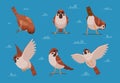 Sparrows. Cartoon funny birds in various poses chirp characters nature animals exact vector cartoon illustrations of Royalty Free Stock Photo