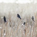Sparrows in the Cattails