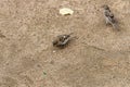 Sparrows cavort in the sand