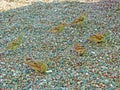 Sparrows cavort in the sand in summer looking for food